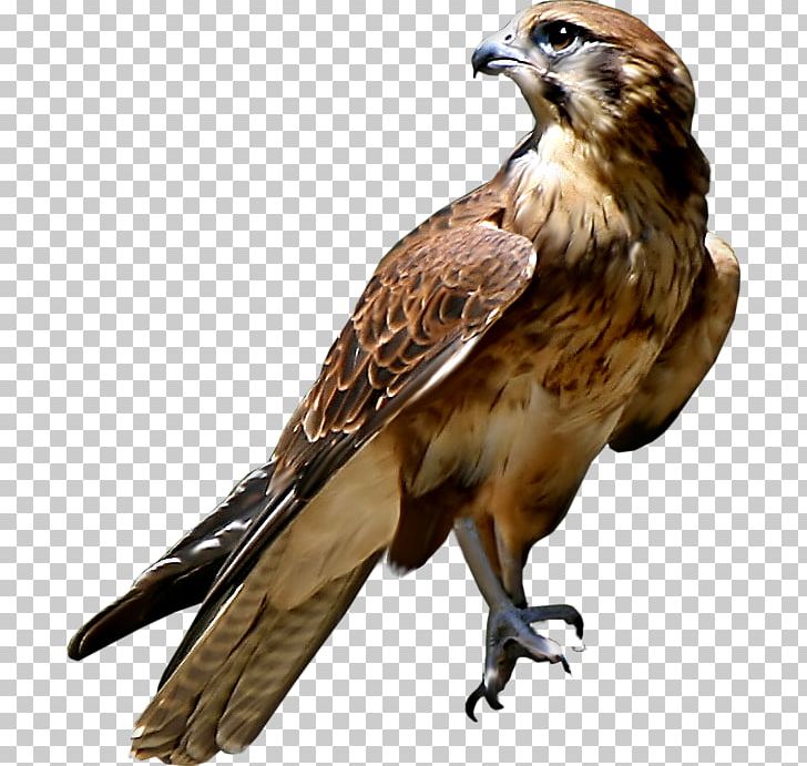 Python Web Server Gateway Interface Class Application Programming Interface Falcon PNG, Clipart, Animals, Bald Eagle, Big, Bird, Bird Of Prey Free PNG Download