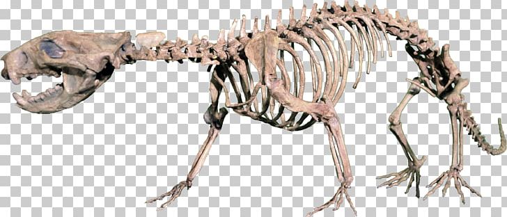 Rocky Mountain Dinosaur Resource Center Marsupial Hell Creek Formation Lance Formation Late Cretaceous PNG, Clipart, Carnivoran, Cimolestes, Cretaceous, Did, Fauna Free PNG Download