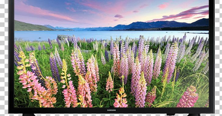 Samsung J5000 1080p LED-backlit LCD Television PNG, Clipart, 50 Cent, 1080p, English Lavender, Flower, Grass Family Free PNG Download