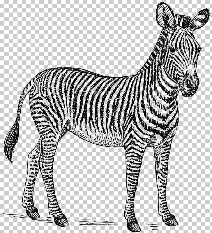 Zebra Drawing Zorse PNG, Clipart, Animal Figure, Animals, Art, Black And White, Donkey Free PNG Download