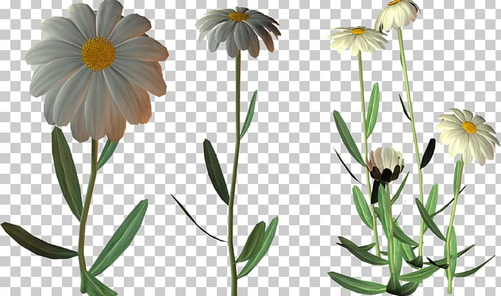Cut Flowers Oxeye Daisy PNG, Clipart, Annual Plant, Blume, Camomile, Chamaemelum Nobile, Cut Flowers Free PNG Download