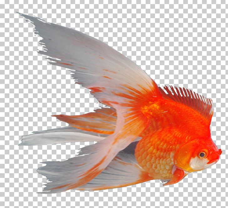Goldfish Ornamental Fish Feeder Fish Aquarium PNG, Clipart, Aquarium, Bony Fish, Corydoras Paleatus, Fauna, Feeder Fish Free PNG Download