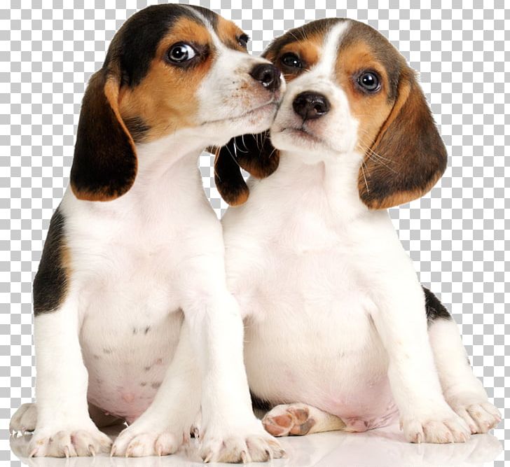 Beagle Puppy Siberian Husky Labrador Retriever Desktop PNG, Clipart, Ame, Animal, Animals, Carnivoran, Companion Dog Free PNG Download