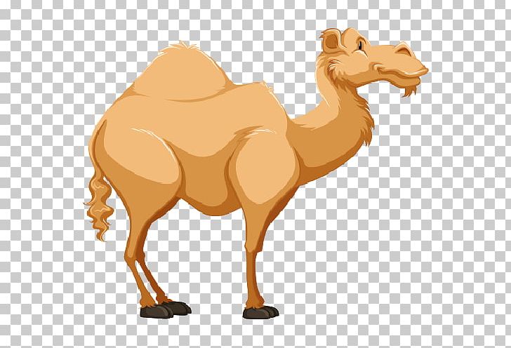 Camel PNG, Clipart, Animal Figure, Animals, Arabian Camel, Camel, Camel Like Mammal Free PNG Download