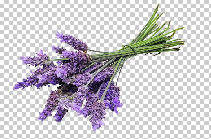 English Lavender Lavender Oil Sequim Essential Oil PNG, Clipart, Cocamide Dea, English Lavender, Essential Oil, Flower, Glycerol Free PNG Download