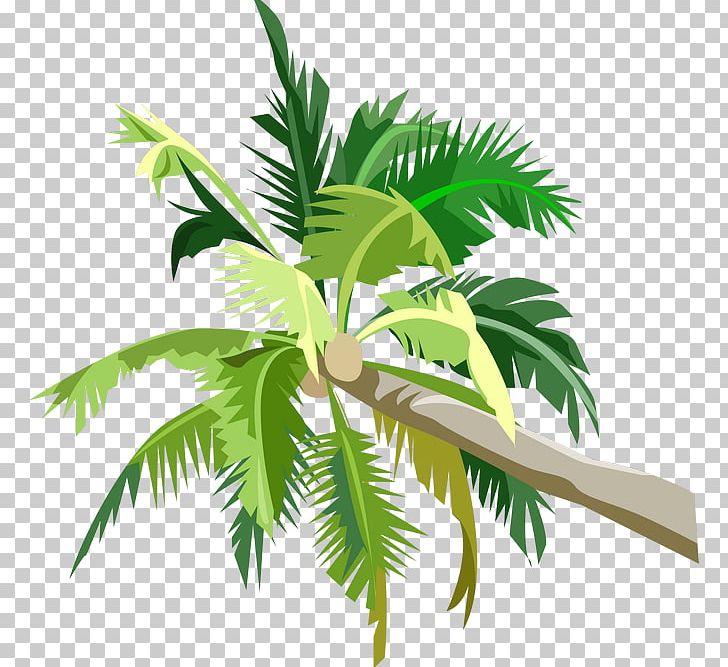 Arecaceae Coconut PNG, Clipart, Adobe Illustrator, Arecaceae, Arecales, Auglis, Christmas Tree Free PNG Download