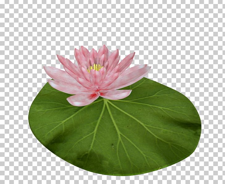 Nelumbo Nucifera Lotus Seed White PNG, Clipart, Annual Plant, Aquatic Plant, Cartoon, Download, Flower Free PNG Download