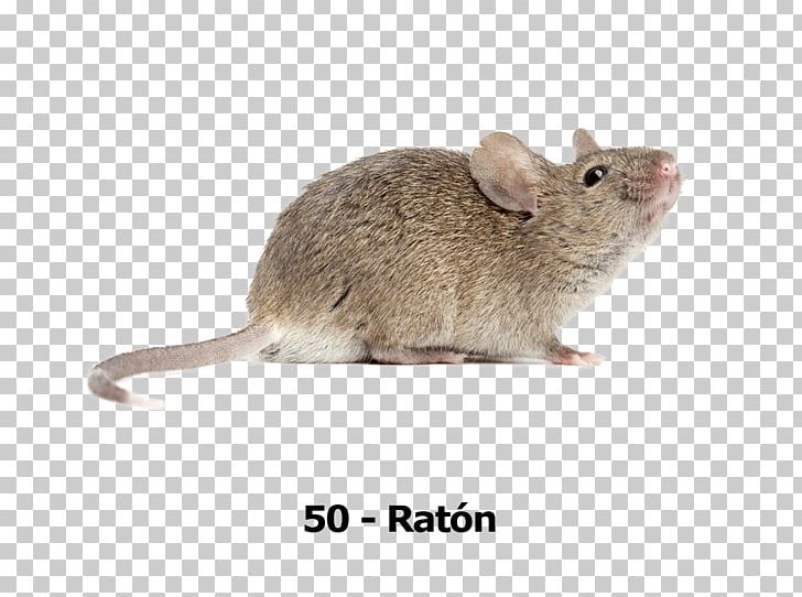 Computer Mouse Stock Photography PNG, Clipart, Can Stock Photo, Chinchilla, Computer Mouse, Depositphotos, Depth Of Field Free PNG Download