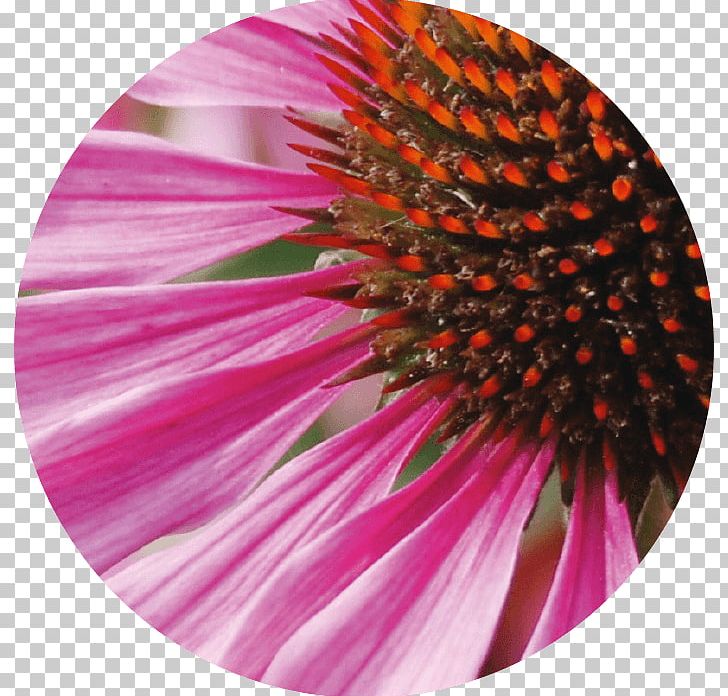 Coneflower Skin Daisy Family Regeneration Active Ingredient PNG, Clipart, Active Ingredient, Closeup, Common Daisy, Complexion, Coneflower Free PNG Download