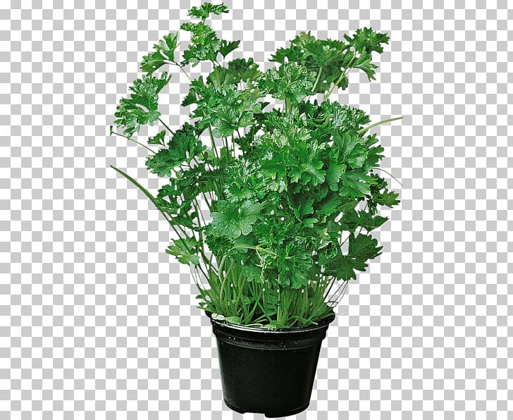 Parsley Flowerpot Casserole Marjoram REWE PNG, Clipart, Casserole, Chives, Common Nettle, Fines Herbes, Flowerpot Free PNG Download
