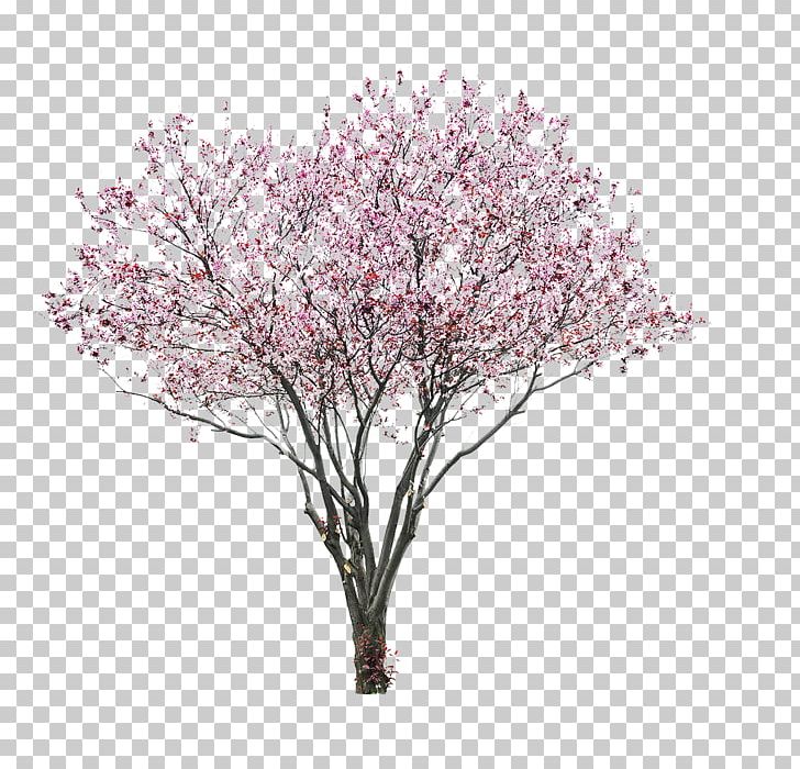 Prunus Serrulata Stock Photography Cherry Blossom PNG, Clipart, Blossom, Branch, Cherry, Cherry Blossom, Flower Free PNG Download