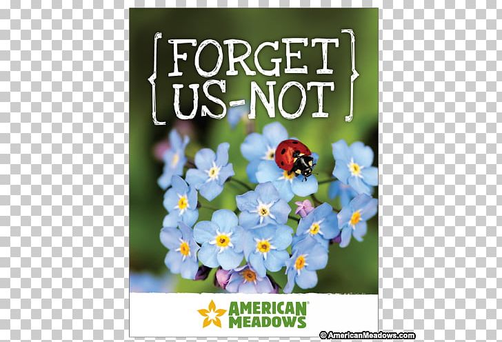 Wildflower Seed Business Cards Wood Forget-me-not PNG, Clipart, Borage Family, Business, Business Cards, Child, Flora Free PNG Download