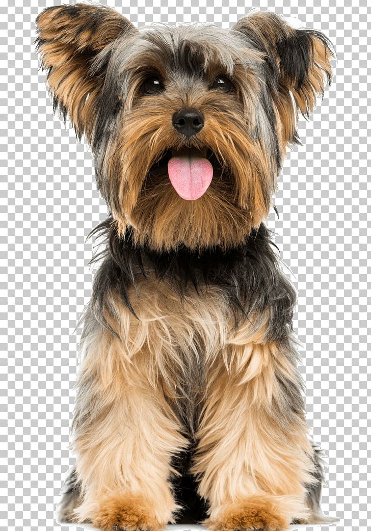 Yorkshire Terrier Boston Terrier Puppy Airedale Terrier American Staffordshire Terrier PNG, Clipart, Australian Silky Terrier, Border Terrier, Breed, Cairn Terrier, Carnivoran Free PNG Download