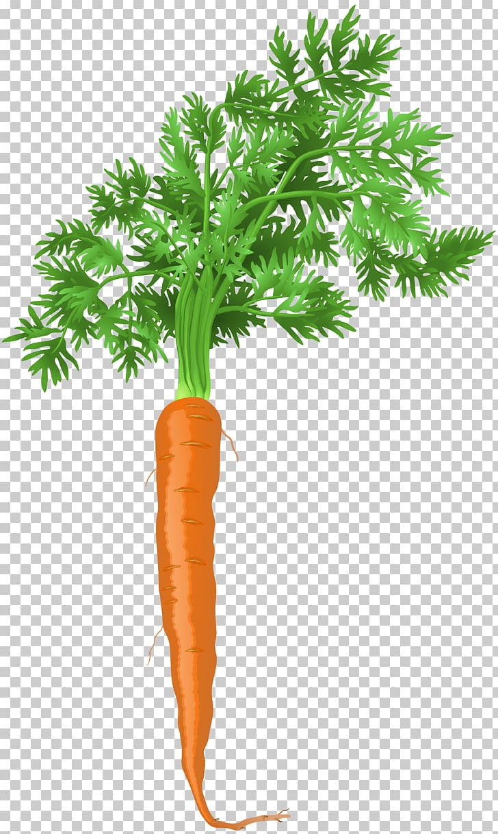 Carrot Coleslaw PNG, Clipart, Art, Carrot, Coleslaw, Copying, Drawing Carrot Free PNG Download