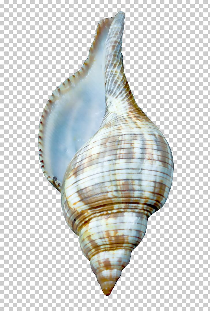Cockle Seashell Charonia Tritonis PNG, Clipart, Animals, Bivalvia, Charonia, Charonia Tritonis, Clam Free PNG Download