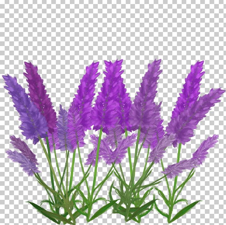 English Lavender French Lavender Aquarium PNG, Clipart, Aquarium, Aquarium Decor, English Lavender, Flower, Flowering Plant Free PNG Download