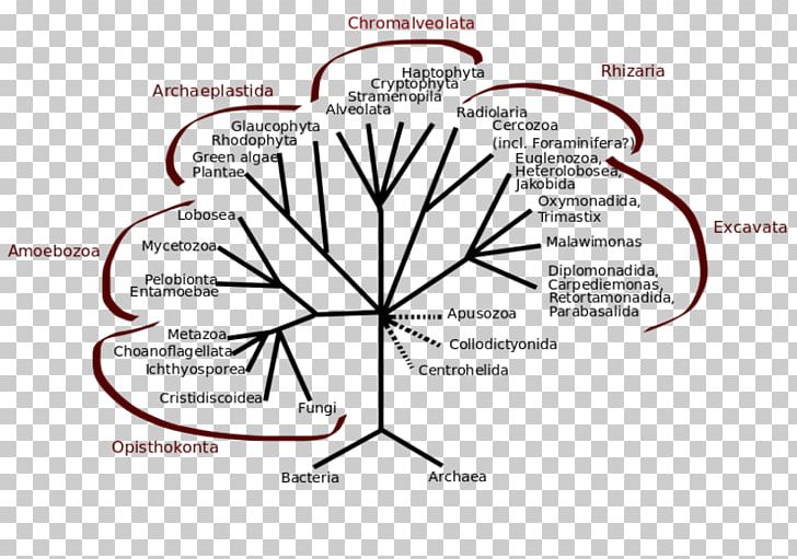 Mesomycetozoea Opisthokont Phylogenetic Tree Kingdom Protist PNG, Clipart, Angle, Animal, Archaeans, Area, Biology Free PNG Download