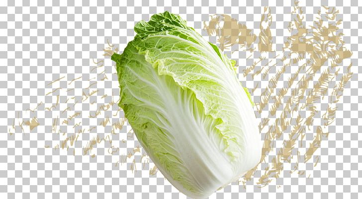 Romaine Lettuce Napa Cabbage Spring Greens Capitata Group Vegetable PNG, Clipart, Asazuke, Cabbage, Cabbages, Capitata Group, Carbohydrate Free PNG Download