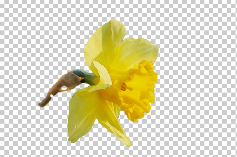 Insect Pollen Petal Yellow Narcissus PNG, Clipart, Biology, Flower, Insect, Membrane, Narcissus Free PNG Download