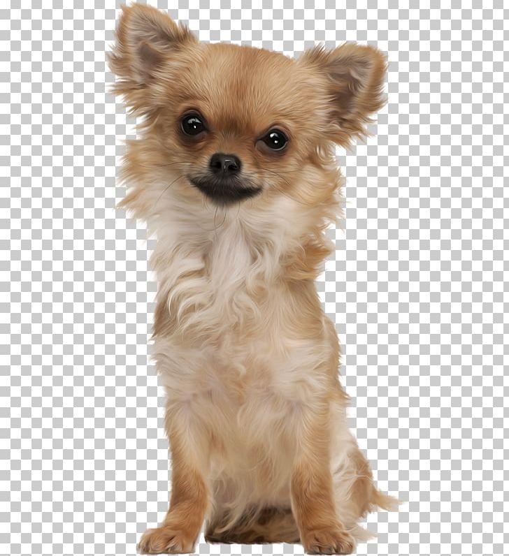 Chihuahua Russkiy Toy Blog Diary LiveInternet PNG, Clipart, 2017, 2018, Alegria, Animal, Carnivoran Free PNG Download