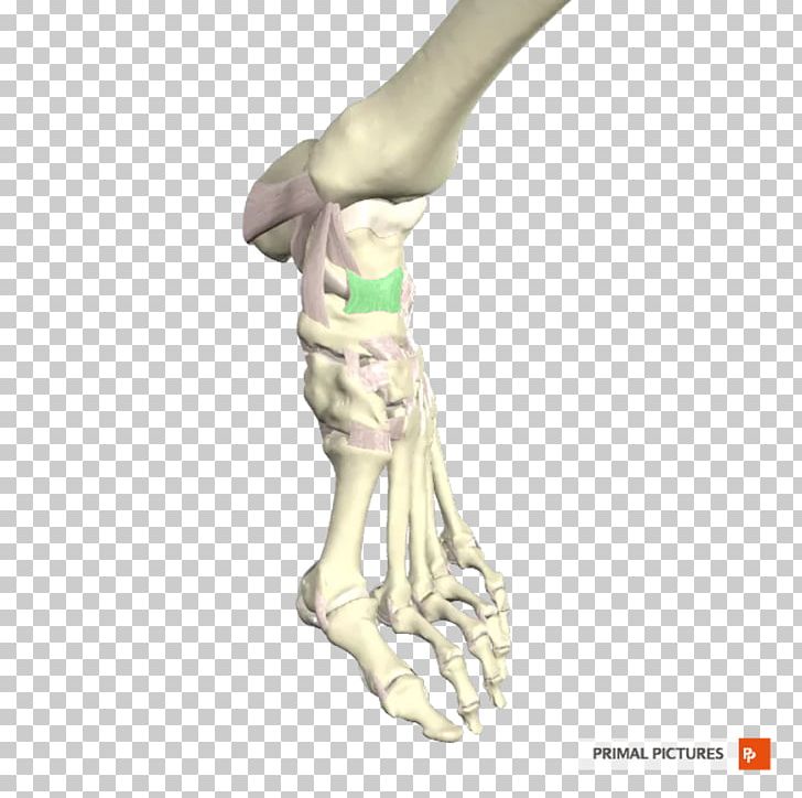 Figurine H&M PNG, Clipart, Arm, Bone, Figurine, Hand, Jaw Free PNG Download
