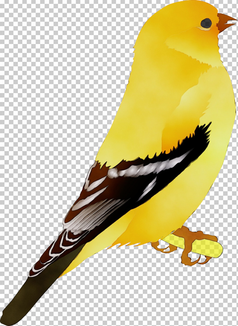 Domestic Canary Black Canary Finches Yellow Canary Birds PNG, Clipart, Animation, Atlantic Canary, Birds, Black Canary, Cartoon Free PNG Download