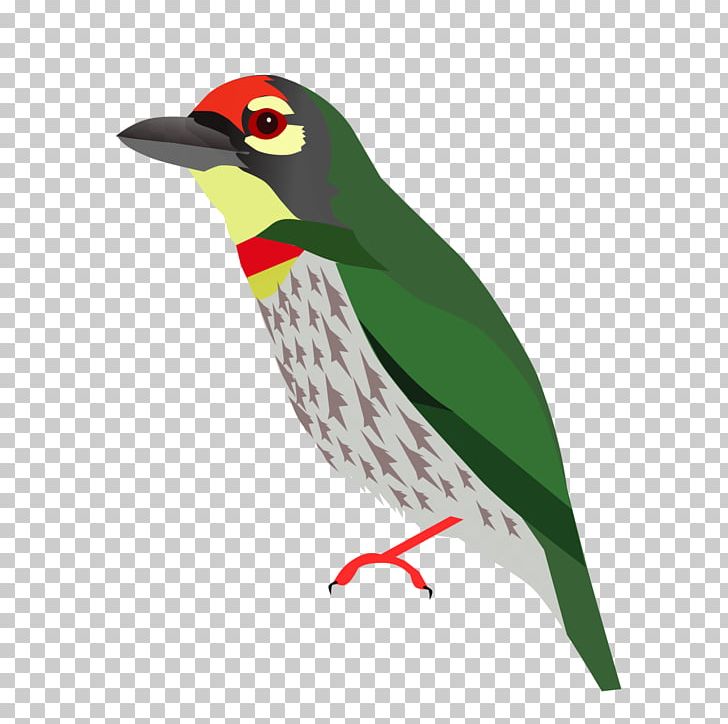 Beak Piciformes Animal PNG, Clipart, Animal, Barbet, Beak, Bird, Encyclopedia Free PNG Download
