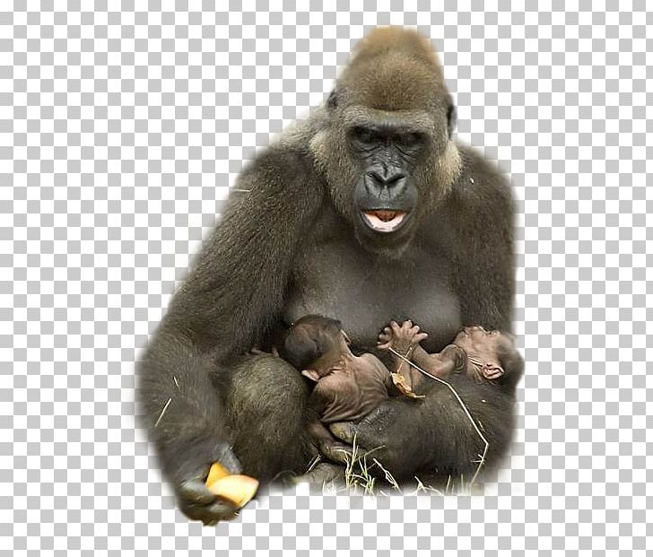 Gorilla Animal Ape Harambe Hug PNG, Clipart, Animal, Animals, Animal Welfare, Ape, Bird Free PNG Download
