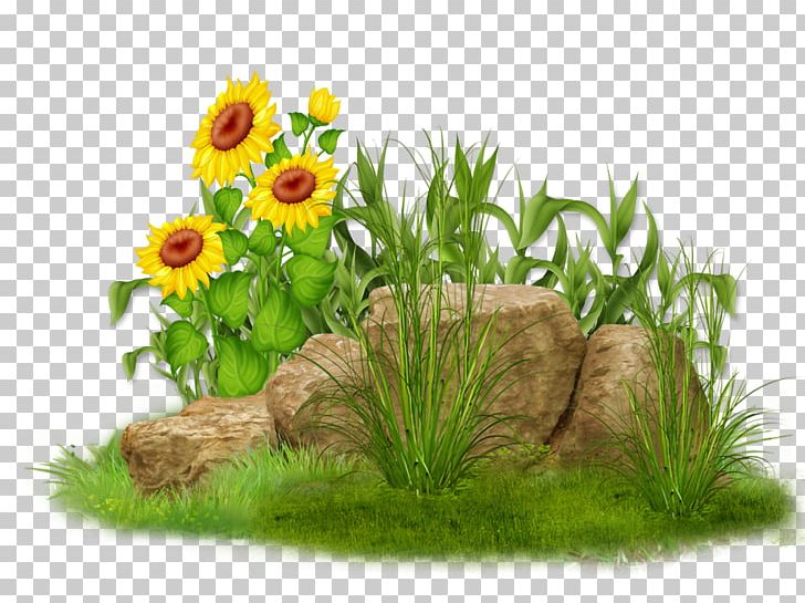 Grasses Flowerpot Family PNG, Clipart, Family, Flower, Flowering Plant, Flowerpot, Grass Free PNG Download