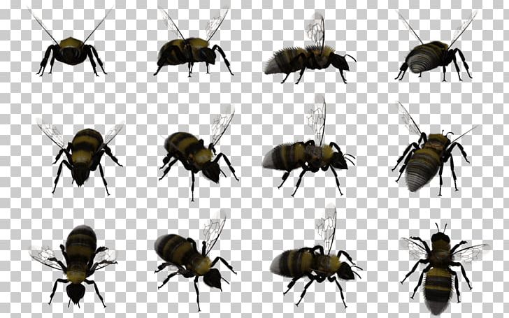 Honey Bee Insect Bumblebee Swarming PNG, Clipart, 3d Computer Graphics, Animal, Arthropod, Bee, Beenverified Free PNG Download