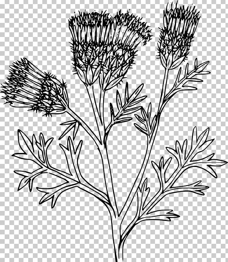 Leaf Photography Branch PNG, Clipart, Branch, Centaurea Diffusa, Coloring Pages, Commodity, Computer Icons Free PNG Download