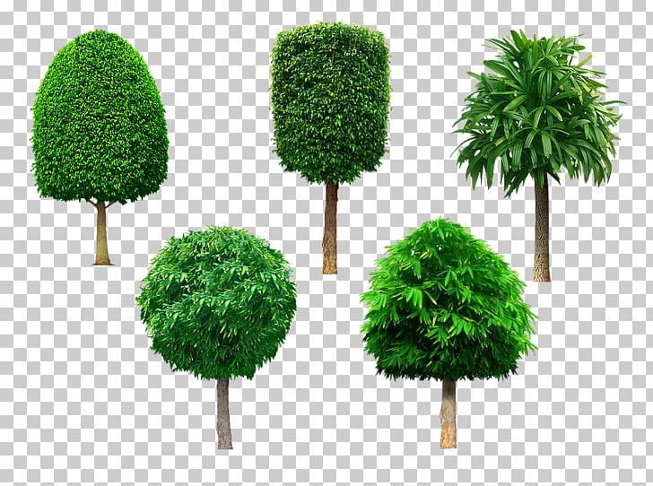 Tree Shrub Evergreen PNG, Clipart, Evergreen, Grass, Nature, Plant, Shrub Free PNG Download