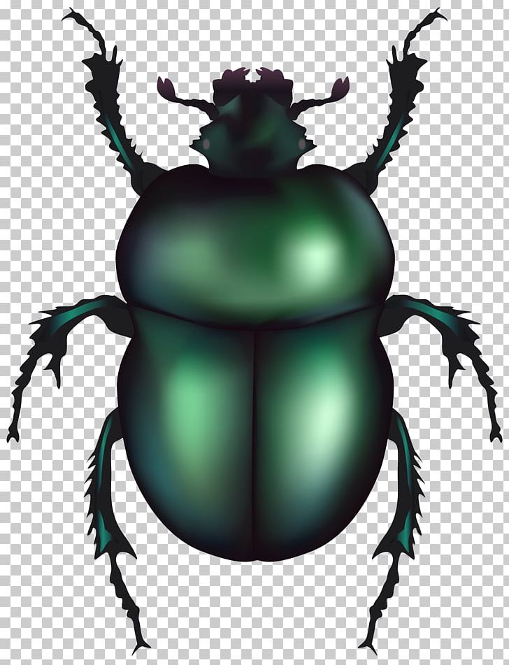 Volkswagen Beetle Dung Beetle PNG, Clipart, Animals, Arthropod, Beetle, Cetonia Aurata, Clip Art Free PNG Download