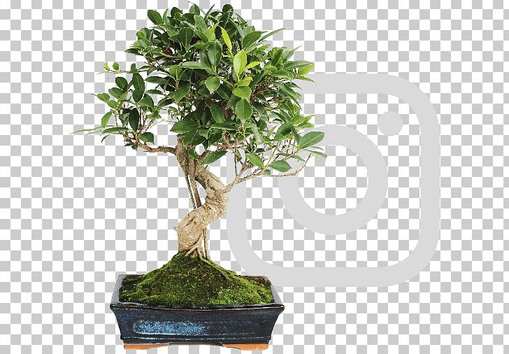 Chinese Sweet Plum Ficus Retusa Bonsai Weeping Fig Tree PNG, Clipart, Aerial Root, Bonsai, Bonsai Cultivation And Care, Evergreen, Ficus Retusa Free PNG Download