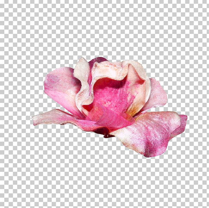 Garden Roses Flower Bouquet Pink PNG, Clipart, Artificial Flower, Blue, Cut Flowers, Download, Flower Free PNG Download