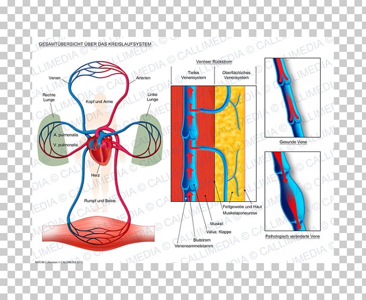 Circulatory System Human Anatomy Physiology Human Body PNG, Clipart, Anatomy, Angiology, Angle, Area, Blood Free PNG Download