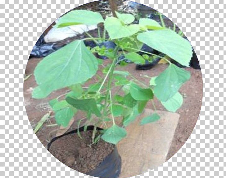 Jamu Herb Song Leaf PNG, Clipart, Arracacia Xanthorrhiza, Dunia Anita, Euphoria, Herb, Herbaceous Plant Free PNG Download