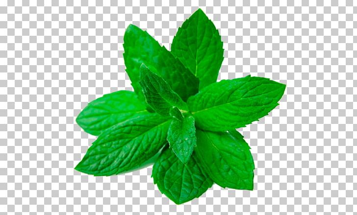 Peppermint Leaf Herbaceous Plant PNG, Clipart, Calendula Officinalis, Cubanelle, Fines Herbes, Green, Herb Free PNG Download