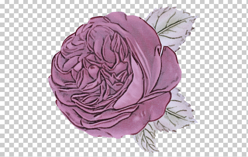 Garden Roses PNG, Clipart, Cabbage, Drawing, Flower, Garden Roses, Hybrid Tea Rose Free PNG Download