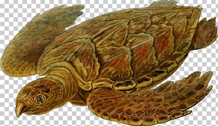 Hawksbill Sea Turtle Cheloniidae Leatherback Sea Turtle Ploughshare Tortoise PNG, Clipart, Aldabra Giant Tortoise, Animals, Box Turtle, Carapace, Emydidae Free PNG Download