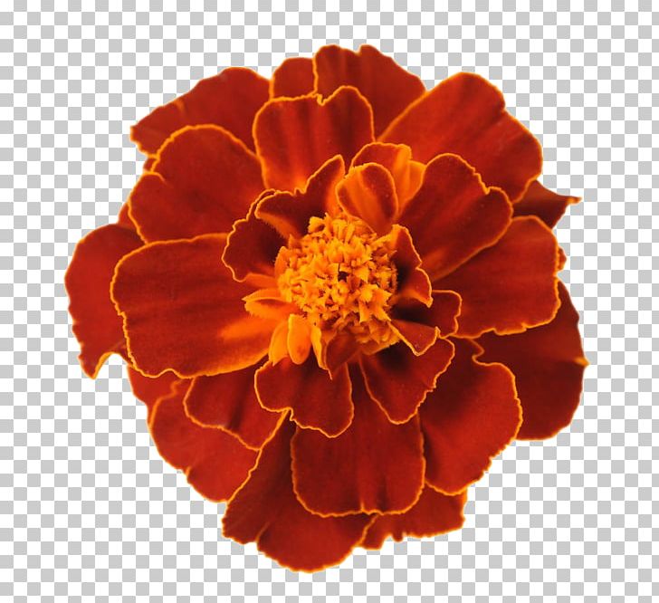 Mexican Marigold Flower Tagetes Lucida PNG, Clipart, Biological World, Calendula, Dahlia, Fall Leaves, Flowers Free PNG Download