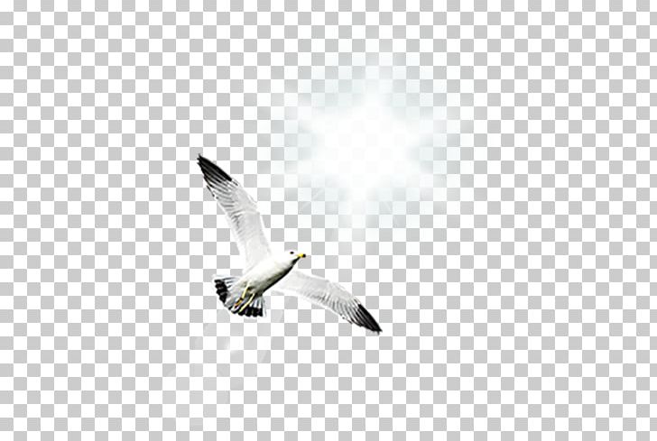 Bird Gulls Shunde District PNG, Clipart, Animal, Animals, Background White, Beak, Bird Free PNG Download