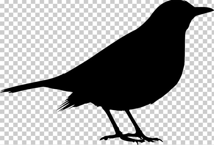 Common Blackbird Silhouette PNG, Clipart, American Crow, Animals, Beak, Bird, Black And White Free PNG Download