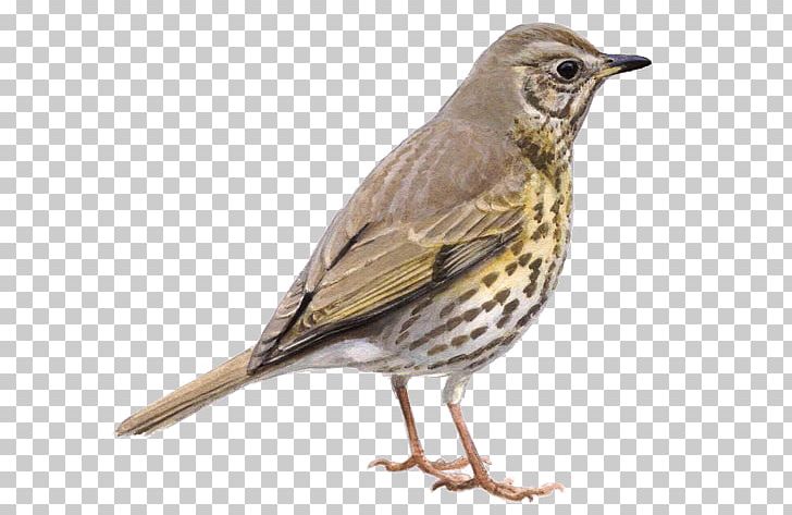 House Sparrow Bird European Robin Dunnock Thrush PNG, Clipart, American Sparrows, Beak, Bird, Birdlife Netherlands, Bird Vocalization Free PNG Download