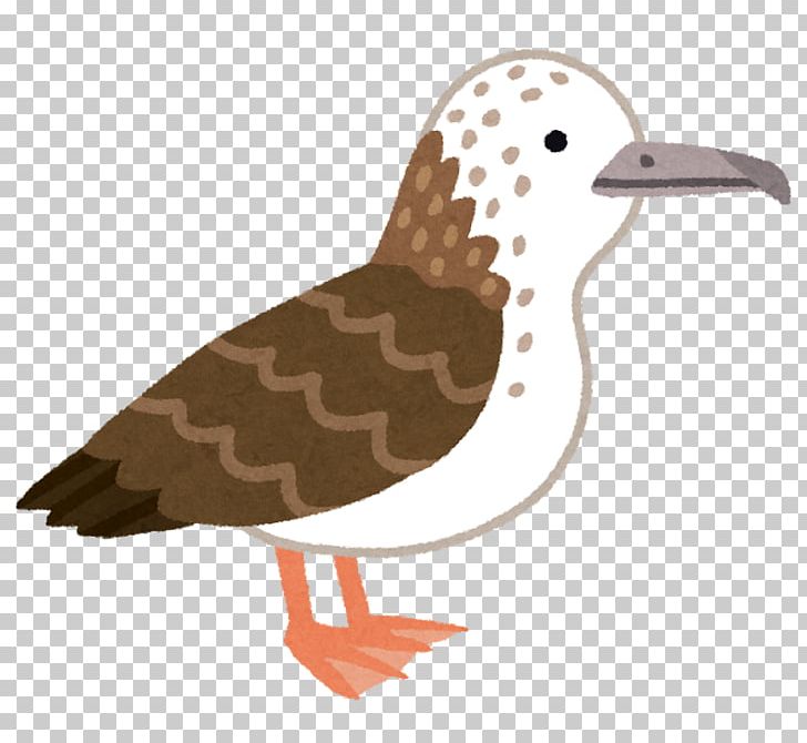 Streaked Shearwater Duck Seabird PNG, Clipart, Animals, Baji Rao Ii, Beak, Bird, Bookmark Free PNG Download