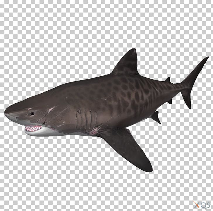 Tiger Shark Depth Megalodon PNG, Clipart, Animal, Animals, Bull Shark, Carcharhiniformes, Cartilaginous Fish Free PNG Download