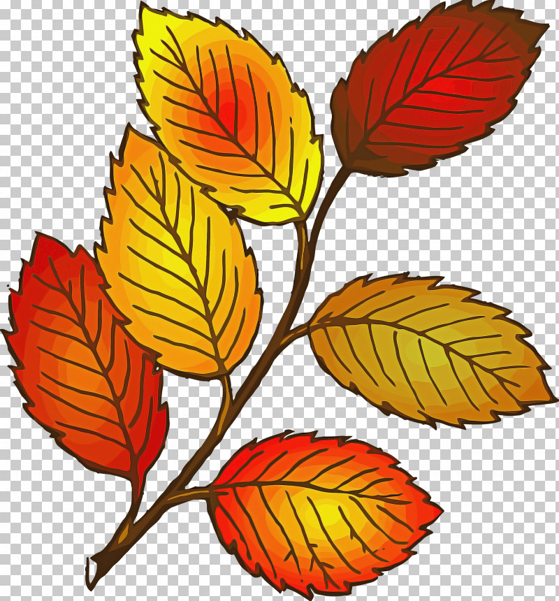 Autumn Leaf Yellow Leaf Leaf PNG, Clipart, Autumn Leaf, Beech, Flower, Leaf, Plant Free PNG Download