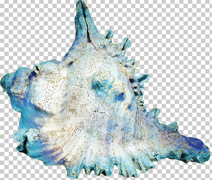 Conch PNG, Clipart, Animals, Animation, Conch, Download, Marine Biology Free PNG Download