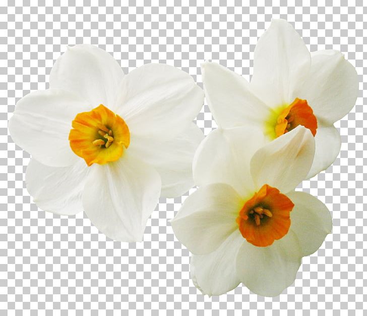 Daffodil Narcissus Plant Flower PNG, Clipart, Amaryllis Family, Brooke Shaden, Bulb, Daffodil, Flower Free PNG Download