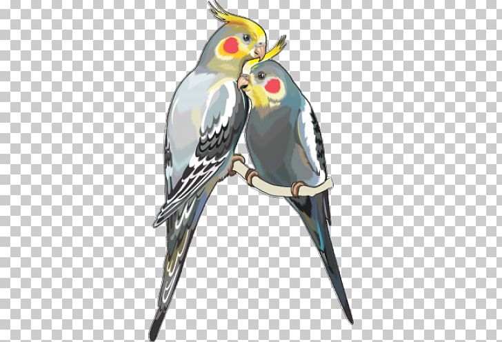 Cockatiel Parrot Budgerigar Bird PNG, Clipart, Animals, Beak, Bird, Birdcage, Budgerigar Free PNG Download